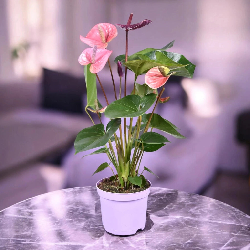 Gardenaria Anthurium andreanum 'Cavalli' - Pianta da interno ornamentale Altezza: 50 cm (vaso 14)