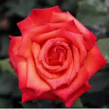 Rosa Barni Wildfire – Rosa Rifiorente dai Fiori Rosso Fuoco Intensi e Profumati