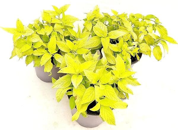 Salvia Melon in Vaso 14 cm – Altezza 20 cm, Aromatica