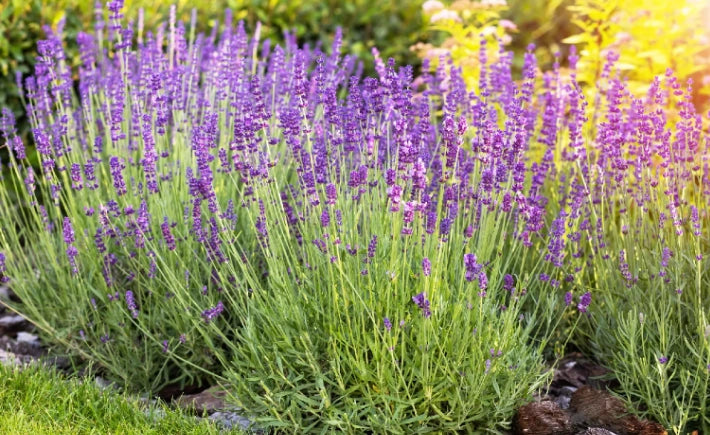 Lavanda Variegata Dentata Lavandula  Variegata vaso 19cm aromatica novità
