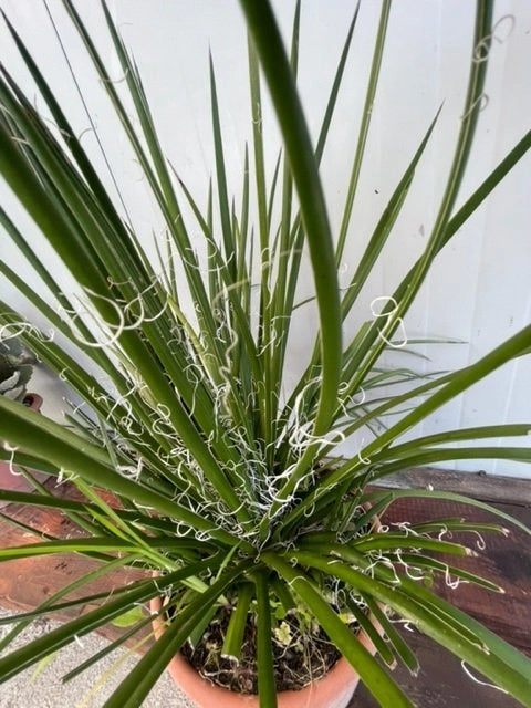 Agave Geminiflora,  Agave Bonapartea foto reali vaso 24cm