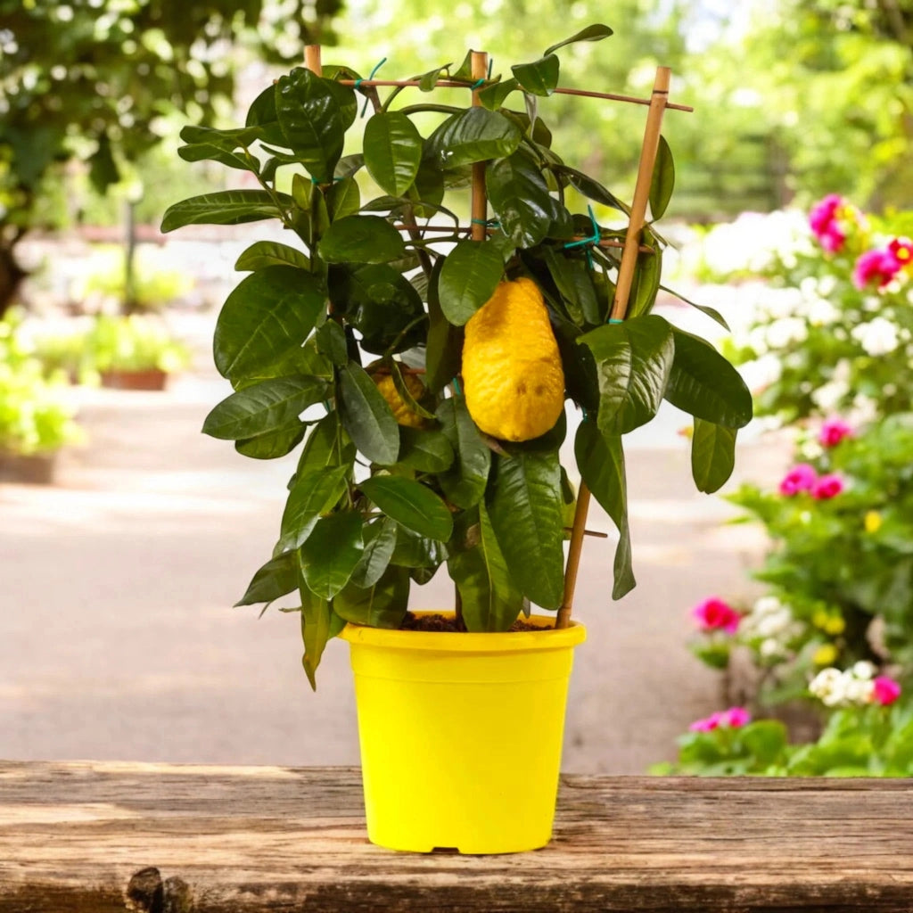 Gardenaria Cedro - Citrus medica - Pianta di agrume da frutto in vaso Altezza: 70/80 cm (vaso 22)