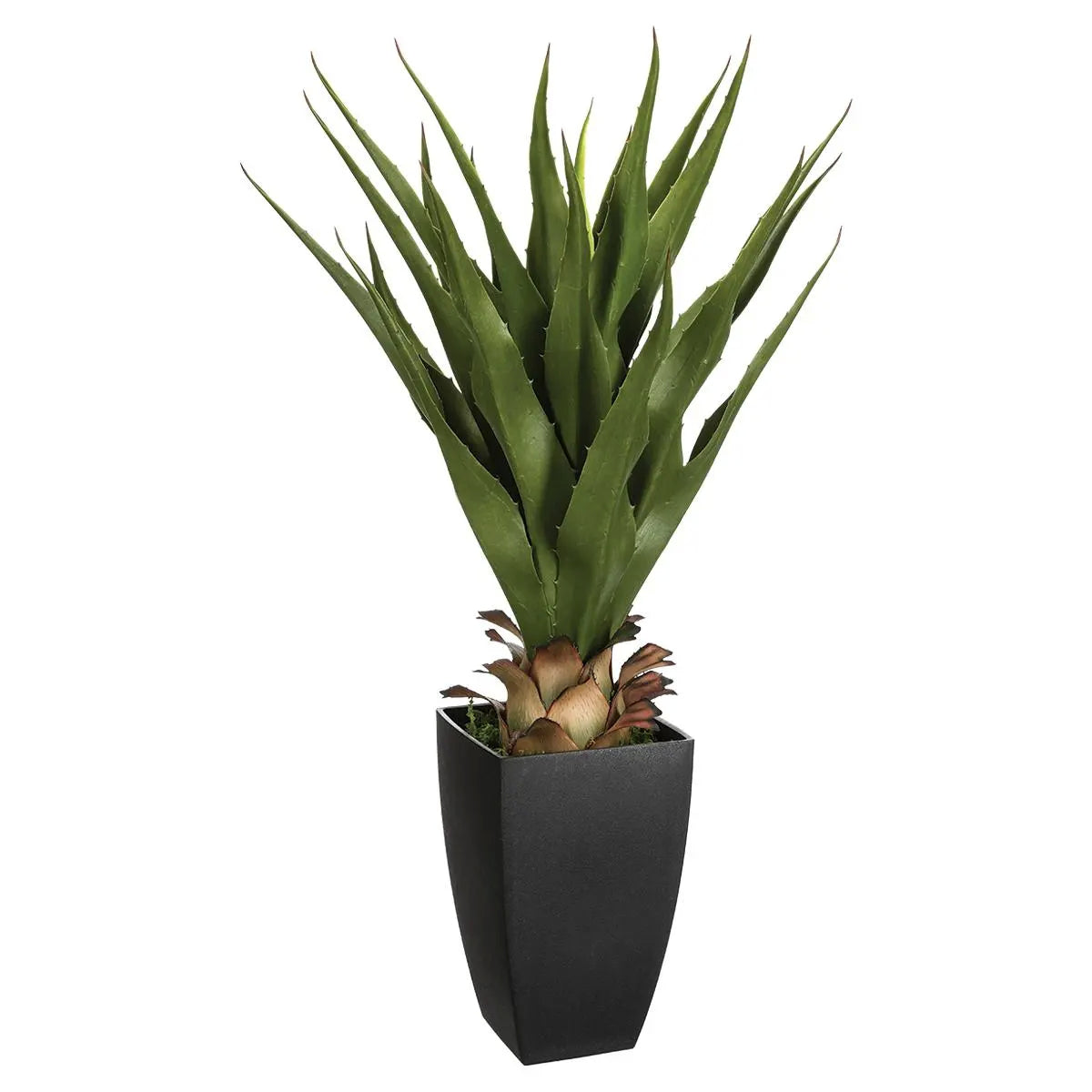 AGAVE CON VASO RETTANGOLARE