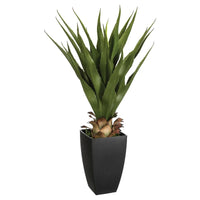 AGAVE CON VASO RETTANGOLARE