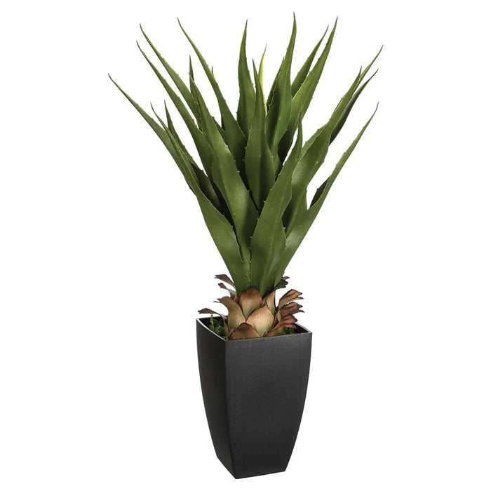 AGAVE CON VASO RETTANGOLARE