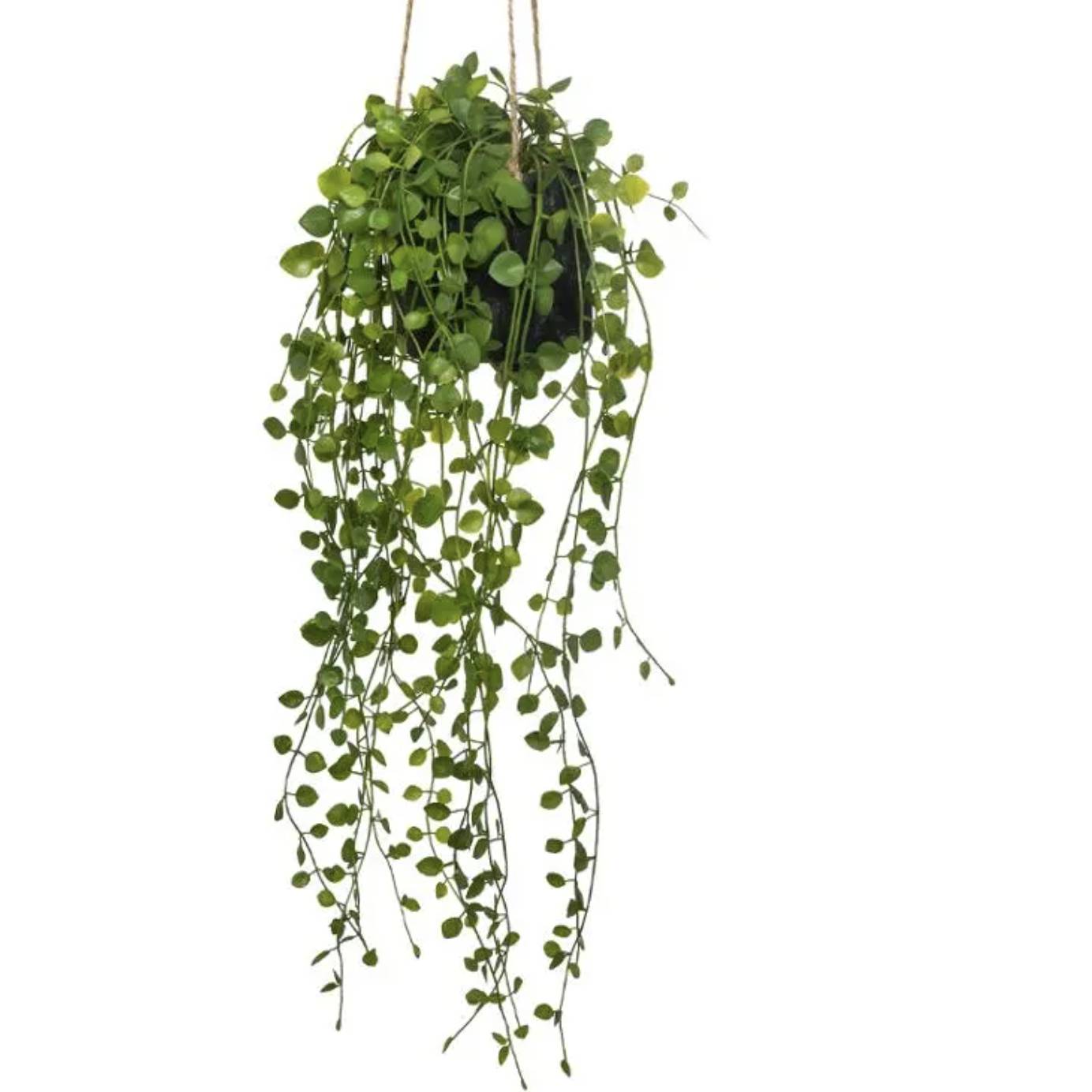 BLUSH LIVING PIANTA  PENSILE