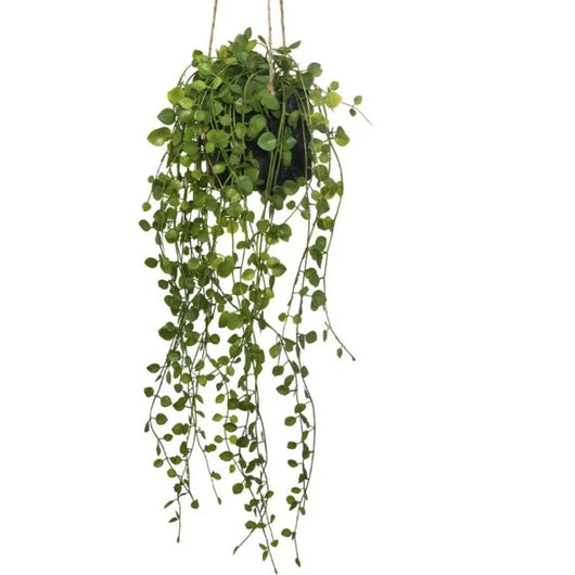 BLUSH LIVING PIANTA  PENSILE
