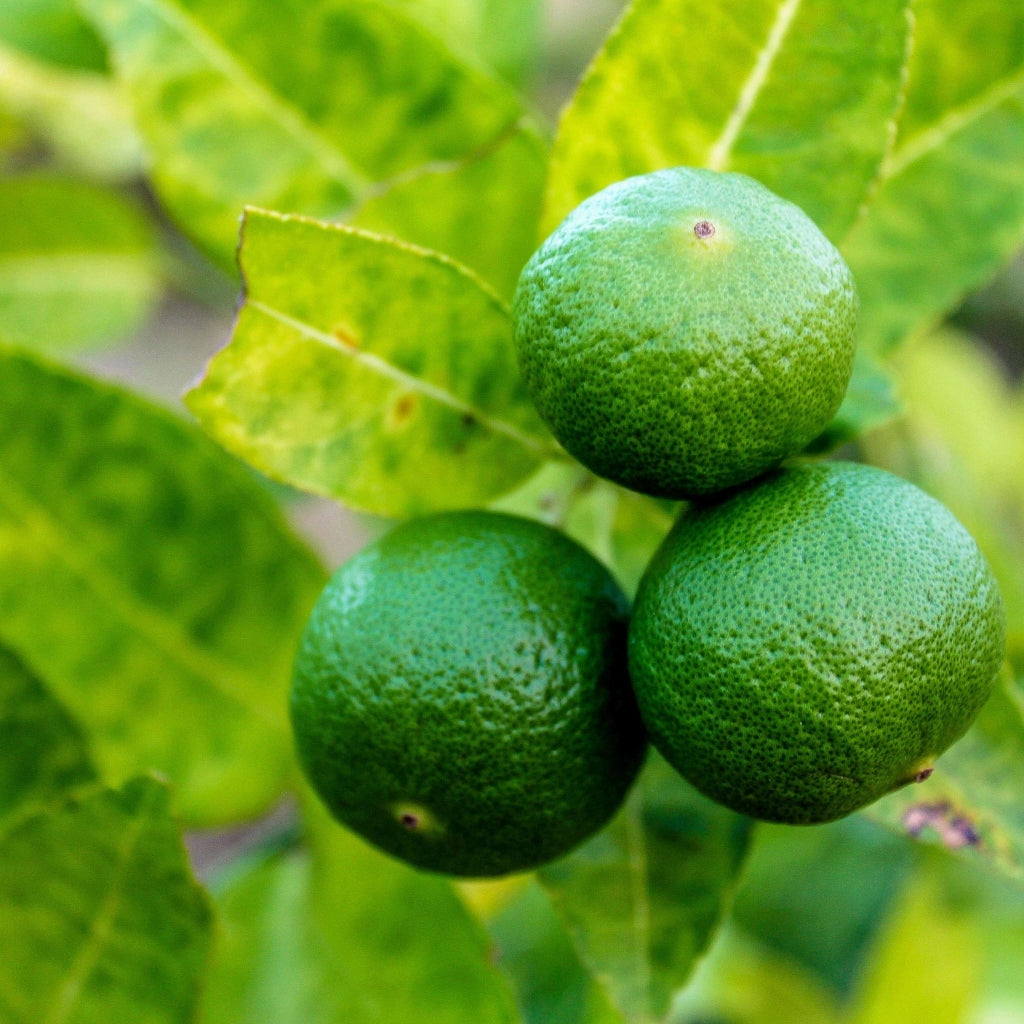 Gardenaria Bergamotto - Citrus bergamia - Pianta di agrume da frutto in vaso Altezza: 125/140 cm (vaso26)