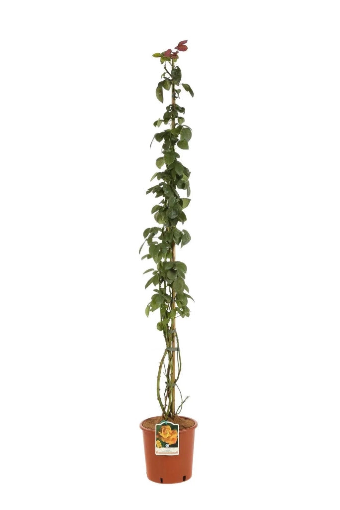 Gardenaria Rosa 'Louis De Funes' - Rosa da giardino Altezza: 40/50 cm (vaso20)