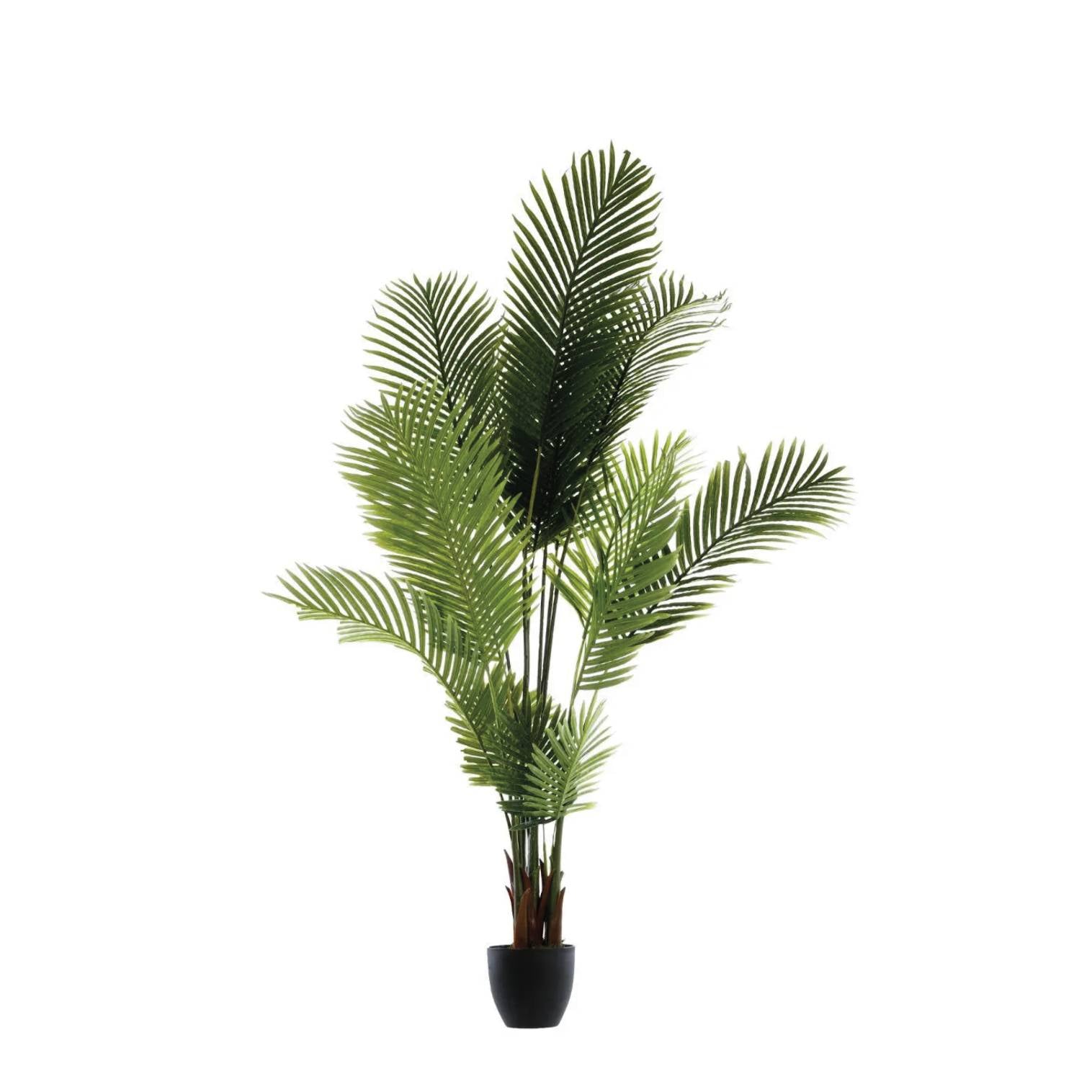 PALMA CON VASO ALTEZZA 170 CM