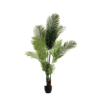 PALMA CON VASO ALTEZZA 170 CM