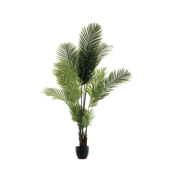 PALMA CON VASO ALTEZZA 170 CM