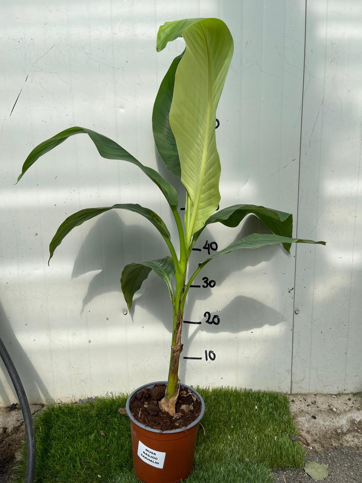 MUSA basjoo Sakhalin (M. japonica) banano giapponese H120 cm