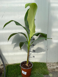 MUSA basjoo Sakhalin (M. japonica) banano giapponese H120 cm