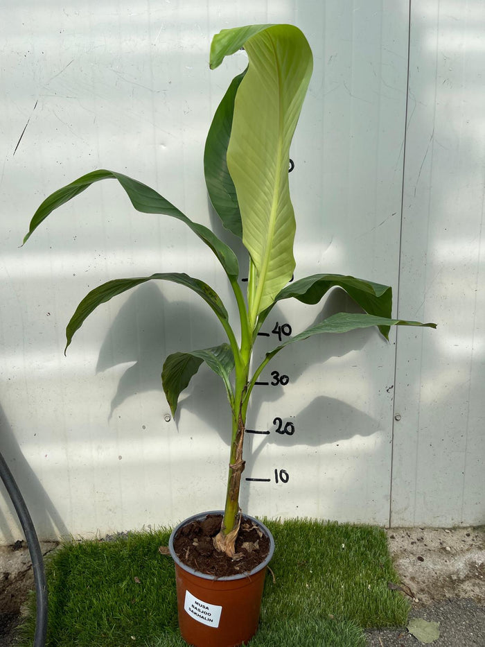 MUSA basjoo Sakhalin (M. japonica) banano giapponese H70 cm