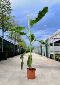 MUSA basjoo Sakhalin (M. japonica) banano giapponese H120 cm