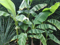 MUSA basjoo Sakhalin (M. japonica) banano giapponese H70 cm