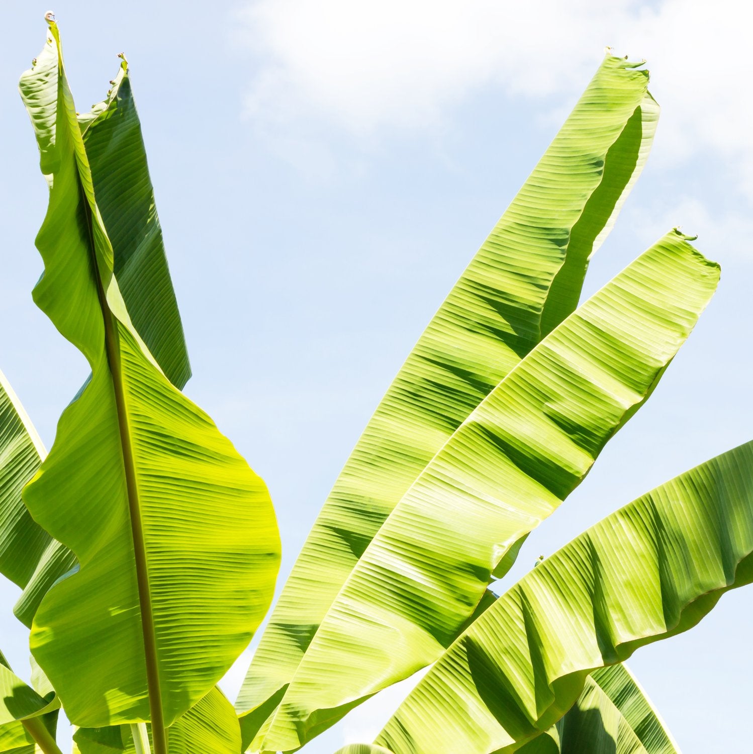 MUSA basjoo Sakhalin (M. japonica) banano giapponese H120 cm
