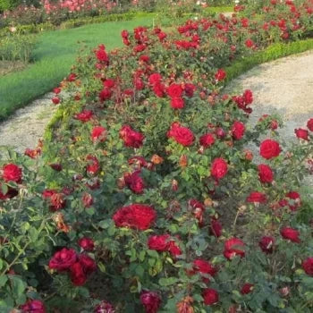 Rosa ‘Edith Piaf’ – Rosa rosso scuro profumata a fiore grande