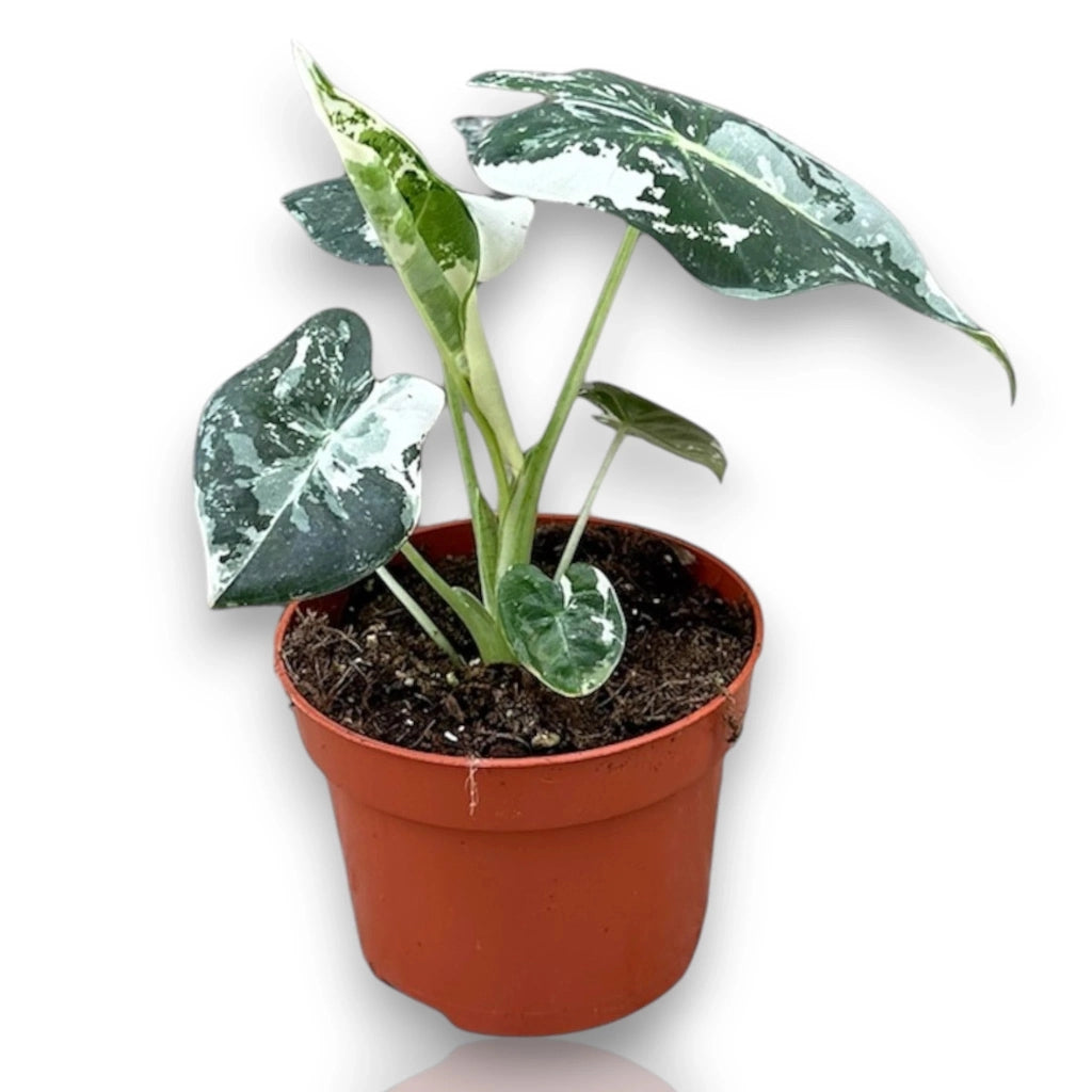 Gardenaria Alocasia 'Frydek' variegata - Pianta da interno ornamentale Altezza: 20 cm (vaso 10)