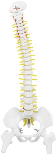 Colonna vertebrale in modello di 45 cm - Rimovibile - Flessibile - Modello anatomico - Duraturo - Materiali di alta qualità - Modello anatomico