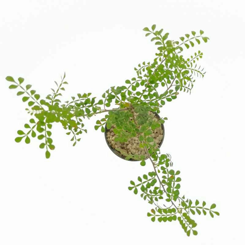 Operculicaria decaryi in vaso 17 cm, pianta caudiciforme elegante