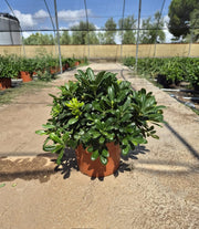 PITTOSPORUM TOBIRA NANO (PITOSFORO NANO) VASO 24