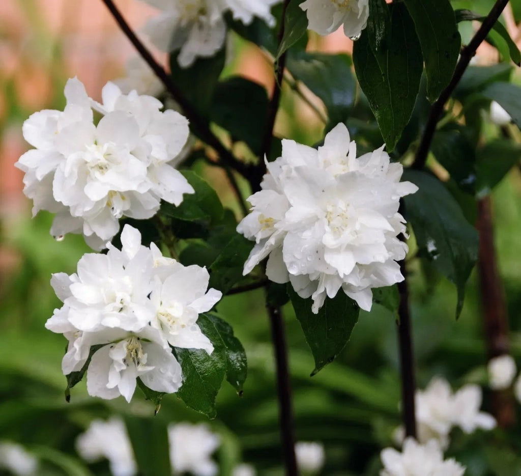 Gardenaria Filadelfo - Philadelphus 'Hybrido Snowflake' - Arbusto ornamentale da giardino Altezza: 40/60 cm (vaso19)
