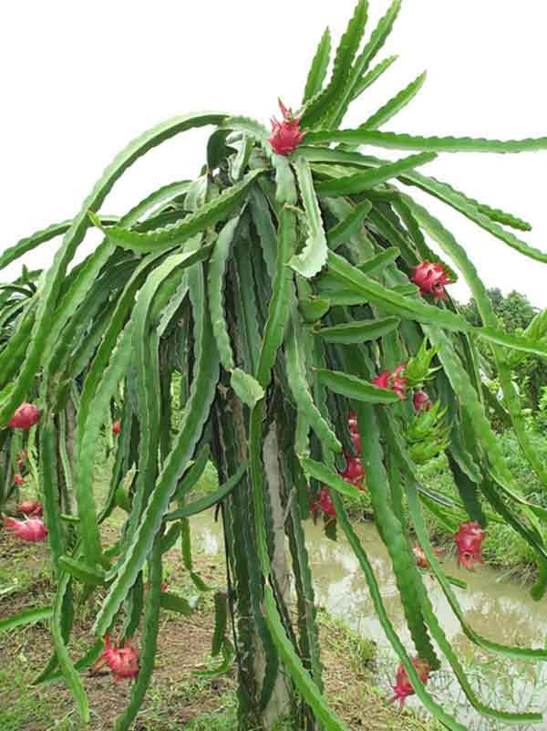 Pianta di Pitaya Frutto del Drago polpa rossa Hylocereus undatus H 70cm