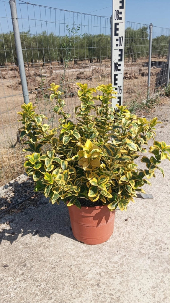 EUONYMUS AUREA (EVONIMO) VASO 24