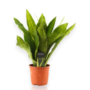 Gardenaria Sansevieria trifasciata aubry. 'Nite' - Pianta da interno ornamentale Altezza: 45 cm (vaso 14)