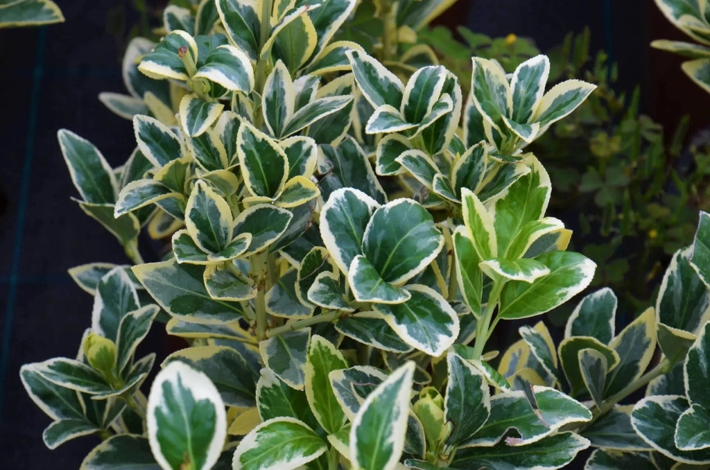Gardenaria Evonimo - Euonymus japonicus 'Bravo' - Arbusto ornamentale da giardino Altezza: 40/60 cm (vaso19)