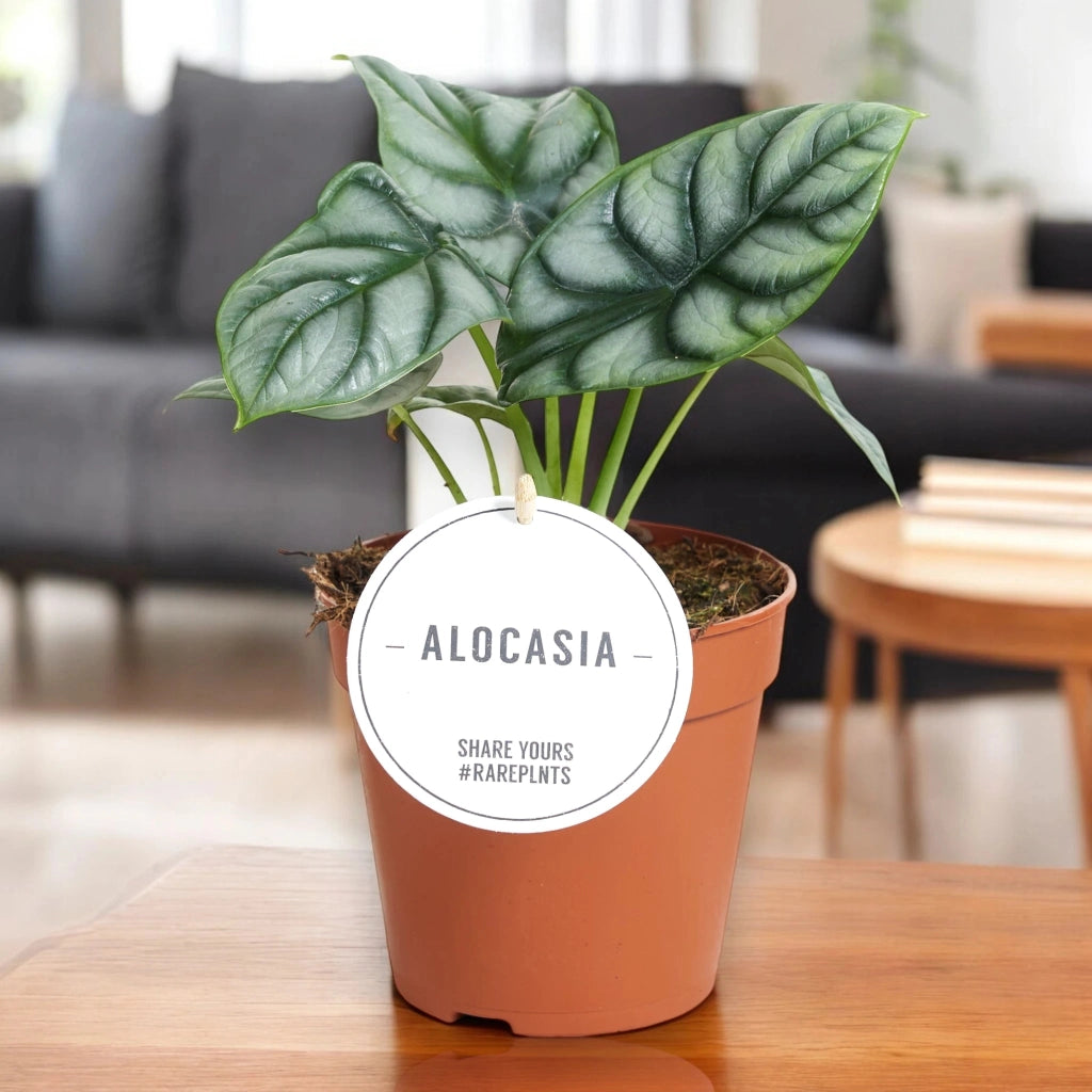 Gardenaria Alocasia 'Silver Dragon' - Pianta da interno ornamentale Altezza: 40 cm (vaso 12)
