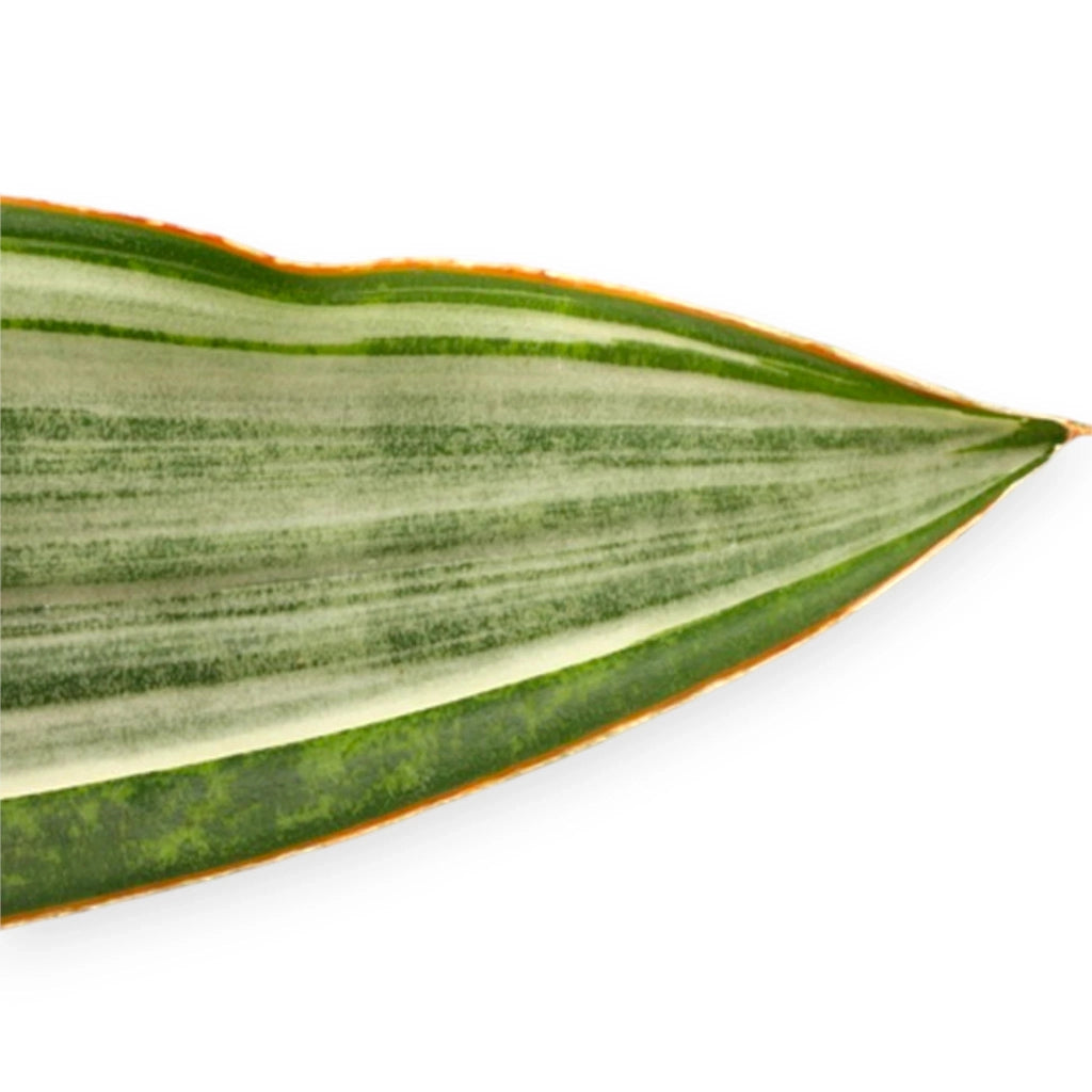 Gardenaria Sansevieria trifasciata aubry. 'Marlowe' - Pianta da interno ornamentale Altezza: 45 cm (vaso 14)