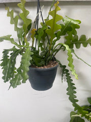 Epiphyllum anguliger Fishbone cactus foto reali vaso 12cm