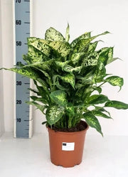 Gardenaria Dieffenbachia 'Compacta' - Pianta da interno ornamentale Altezza: 50 cm (vaso 19)