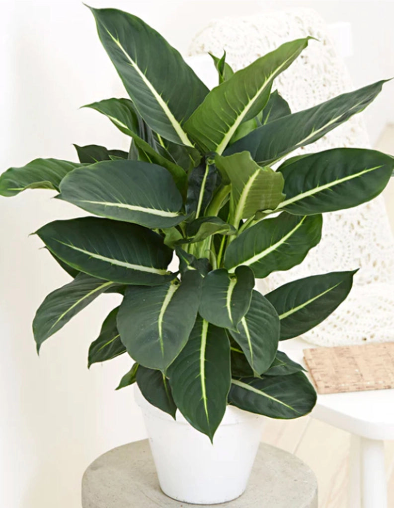 DIEFFENBACHIA GREEN MAGIC H 65cm PIANTA DA INTERNO