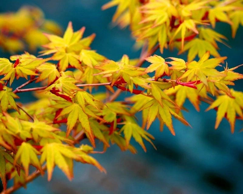 Acer palmatum ‘Katsura’ – Acero giapponese arancio vaso 19 cm