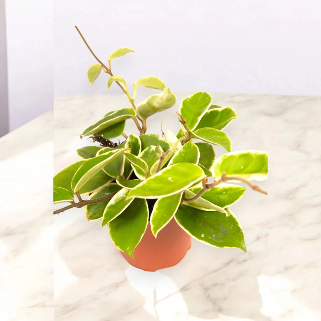 Gardenaria Hoya carnosa 'Krimson Queen' - Pianta da interno ornamentale Altezza: 20 cm (vaso 12)
