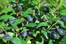 Mirto (Myrtus Communis) vaso 18cm