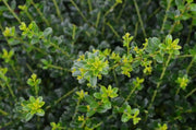 Gardenaria Agrifoglio - Ilex crenata 'Kinme' - Arbusto ornamentale da giardino Altezza: 30/35 cm (vaso19)