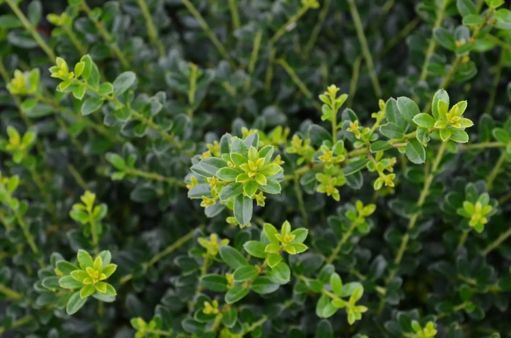 Gardenaria Agrifoglio - Ilex crenata 'Kinme' - Arbusto ornamentale da giardino Altezza: 30/35 cm (vaso19)