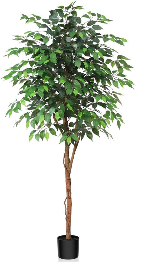Ficus Benjamina 180cm con stami naturali decorativo per interni ideale per la decorazione di camera da letto e ufficio