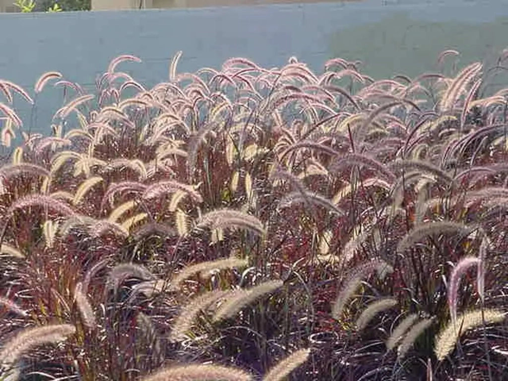 Gardenaria Pennisetum setaceum 'Rubrum' - Graminacea ornamentale da esterno Altezza: 60 cm (vaso 17)