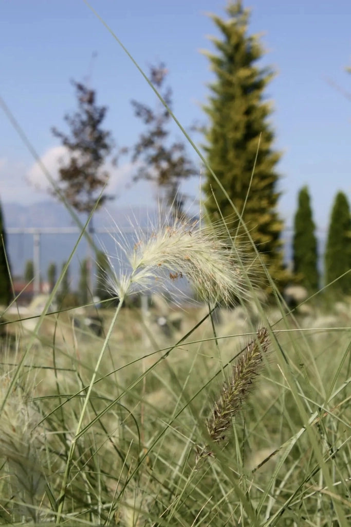 Gardenaria Pennisetum alopecuroides 'Villosum' - Graminacea ornamentale da esterno Altezza: 40 cm (vaso 17)