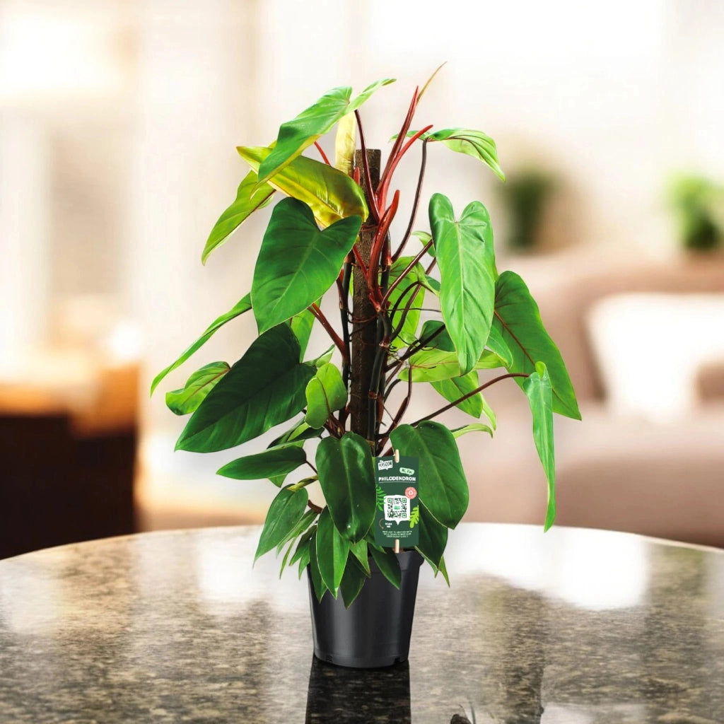 Gardenaria Philodendron 'Red Emerald' - Pianta da interno ornamentale Altezza: 80 cm (vaso 19)