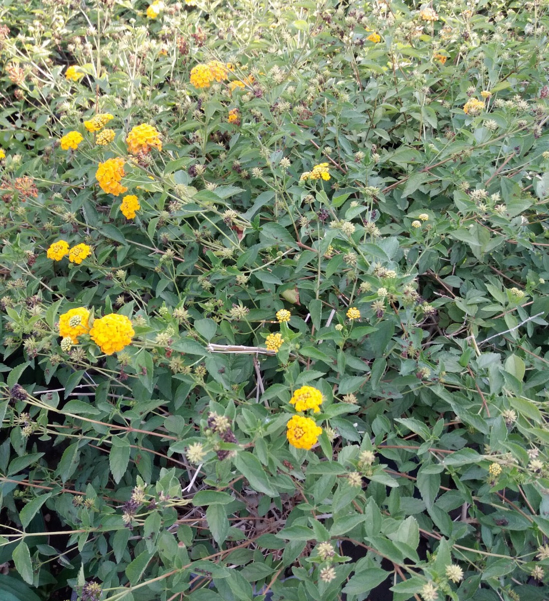 Stock Lotto 10 Lantana sellowiana gialla/arancio - Pianta Strisciante Vaso 14 Foto Reali