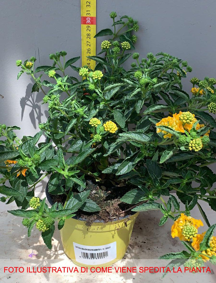 Stock Lotto 10 Lantana sellowiana gialla/arancio - Pianta Strisciante Vaso 14 Foto Reali