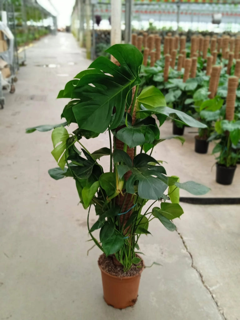 Philodendron Monstera deliciosa grande H 120cm foto reali