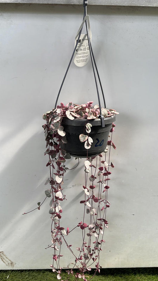 Ceropegia woodii variegata (collana di cuori) Pianta in Vaso 13 cm Foto Reali